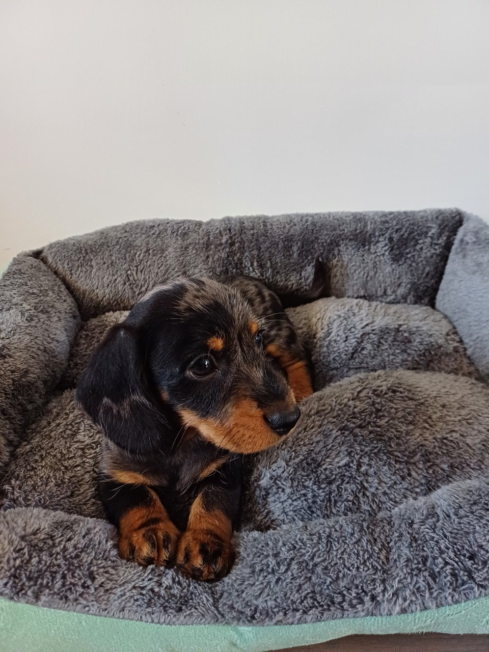Super vrolijke Dwerg Teckel pups