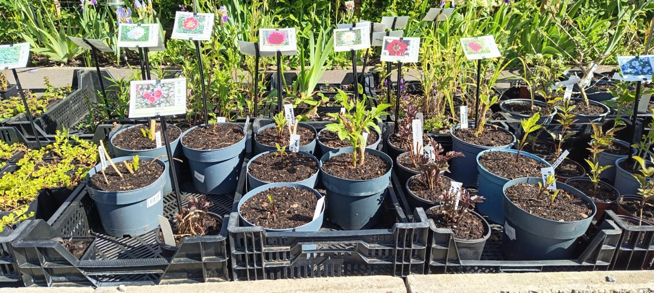 Mooie Dahlia's in pot aangeboden, diverse soorten dus voor elk wat wils !
