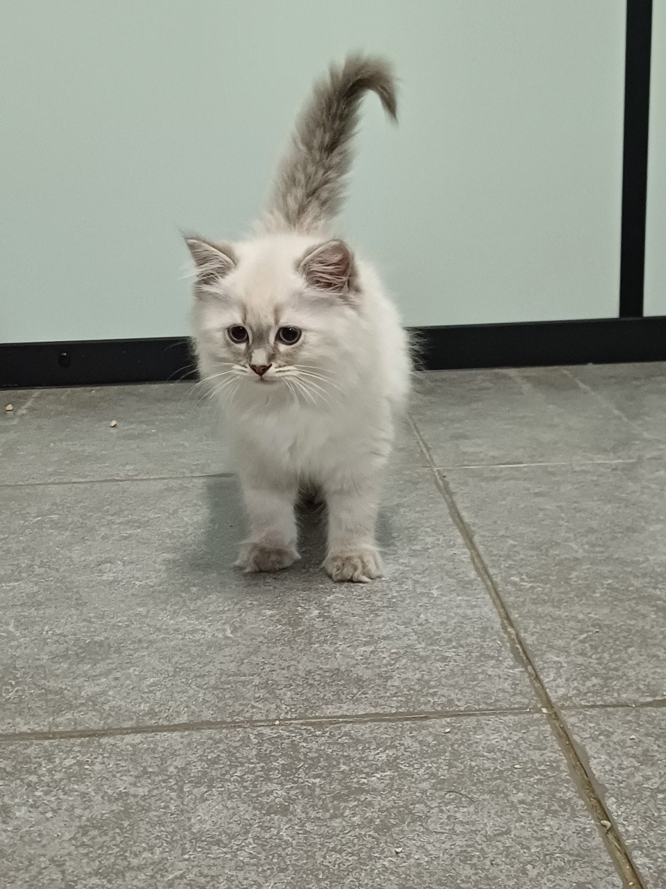 Super leuke Brits Korthaar x Ragdoll kittens beschikbaar.