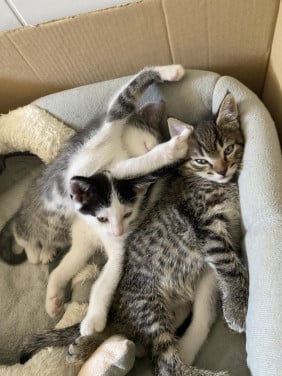 3 kittens