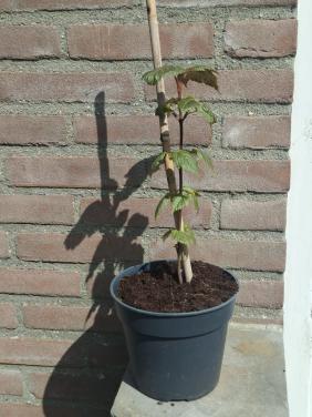 Bijzondere Slangenhuid esdoorn