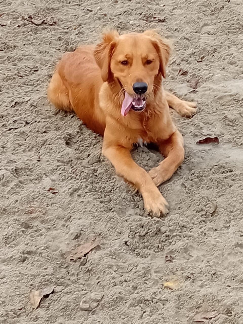 Golden retriever 14mnd reu