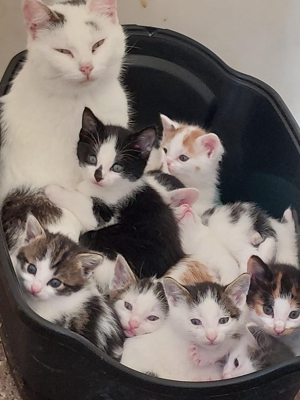 Prachtige jonge kittens tekoop
