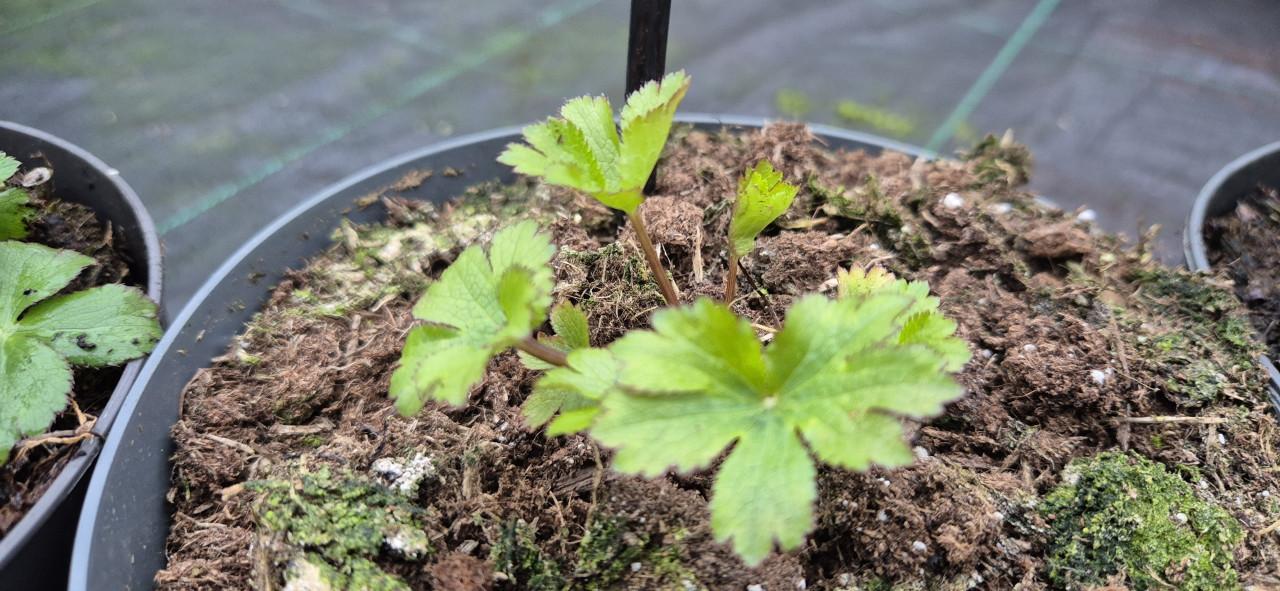 Zeeuws knoopje 2 liter pot