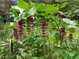 Te koop; plant grootmoeders oorbel fazantenbes tuin