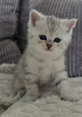 Brits korthaar silver tabby kittens