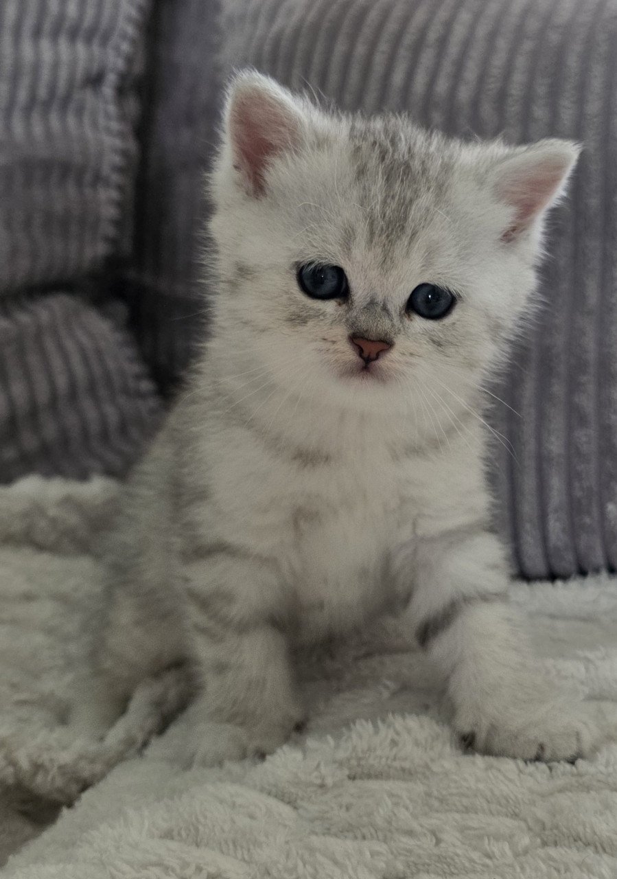 Brits korthaar silver tabby kittens (Whiskas)
