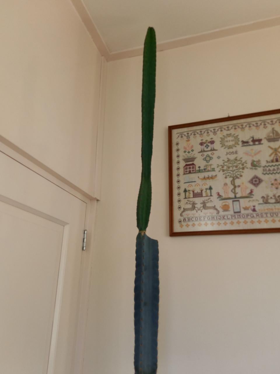 Cactussen