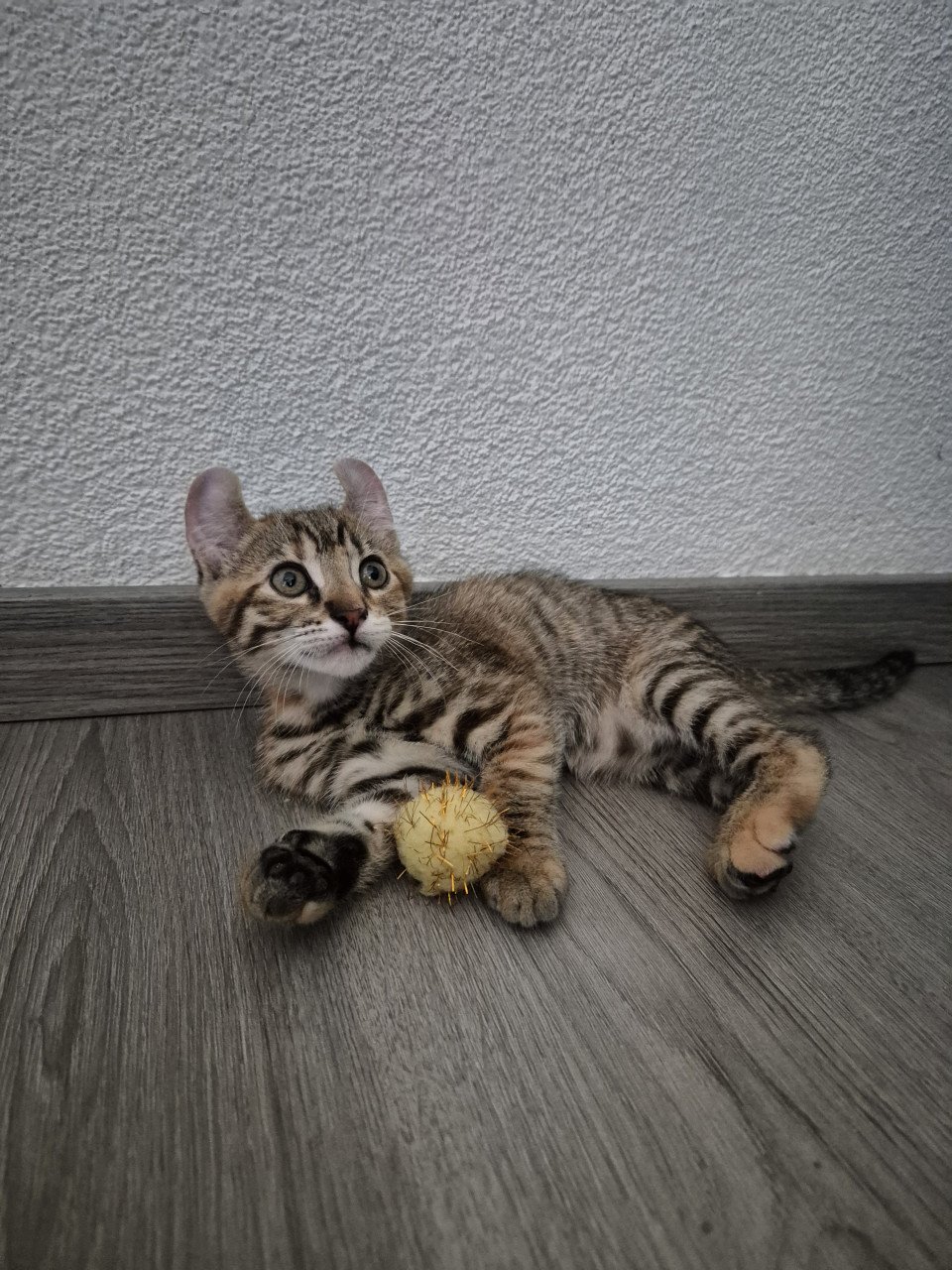 Kittens