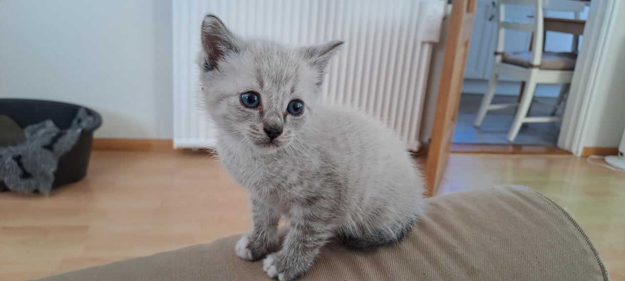 Kitten