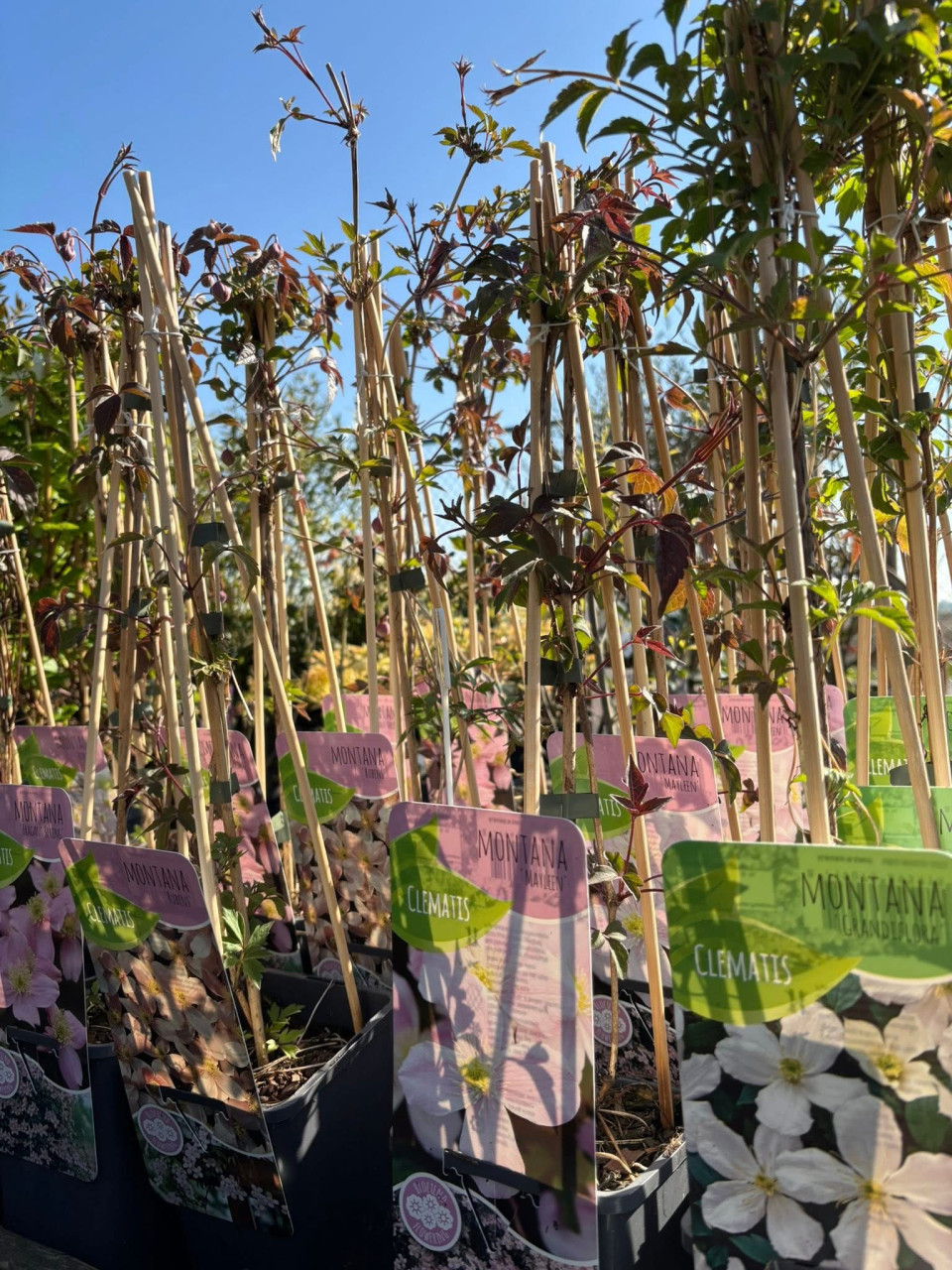BUITENPLANTEN, SIERGRASSEN,BOMEN, BLOEIERS EN MEER ook voor binnen!