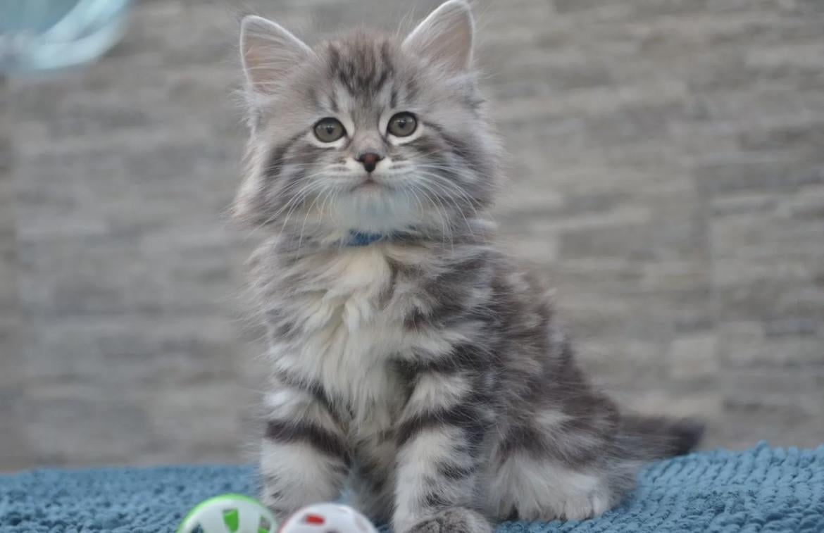 Nestje schattige kittens (nog 4)