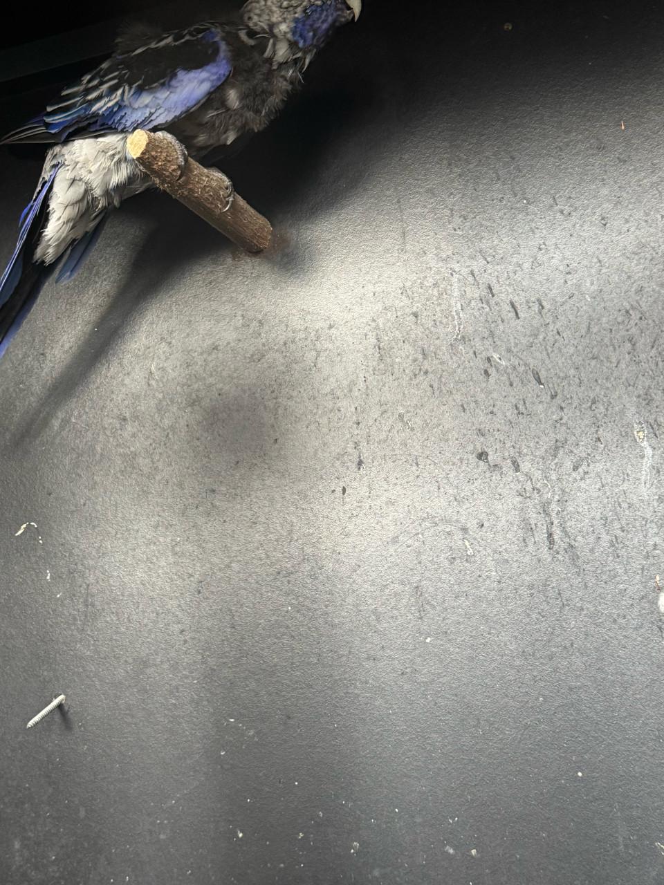 Koppel blauwe penanten