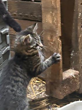2 kittens zoeken nog een huisje