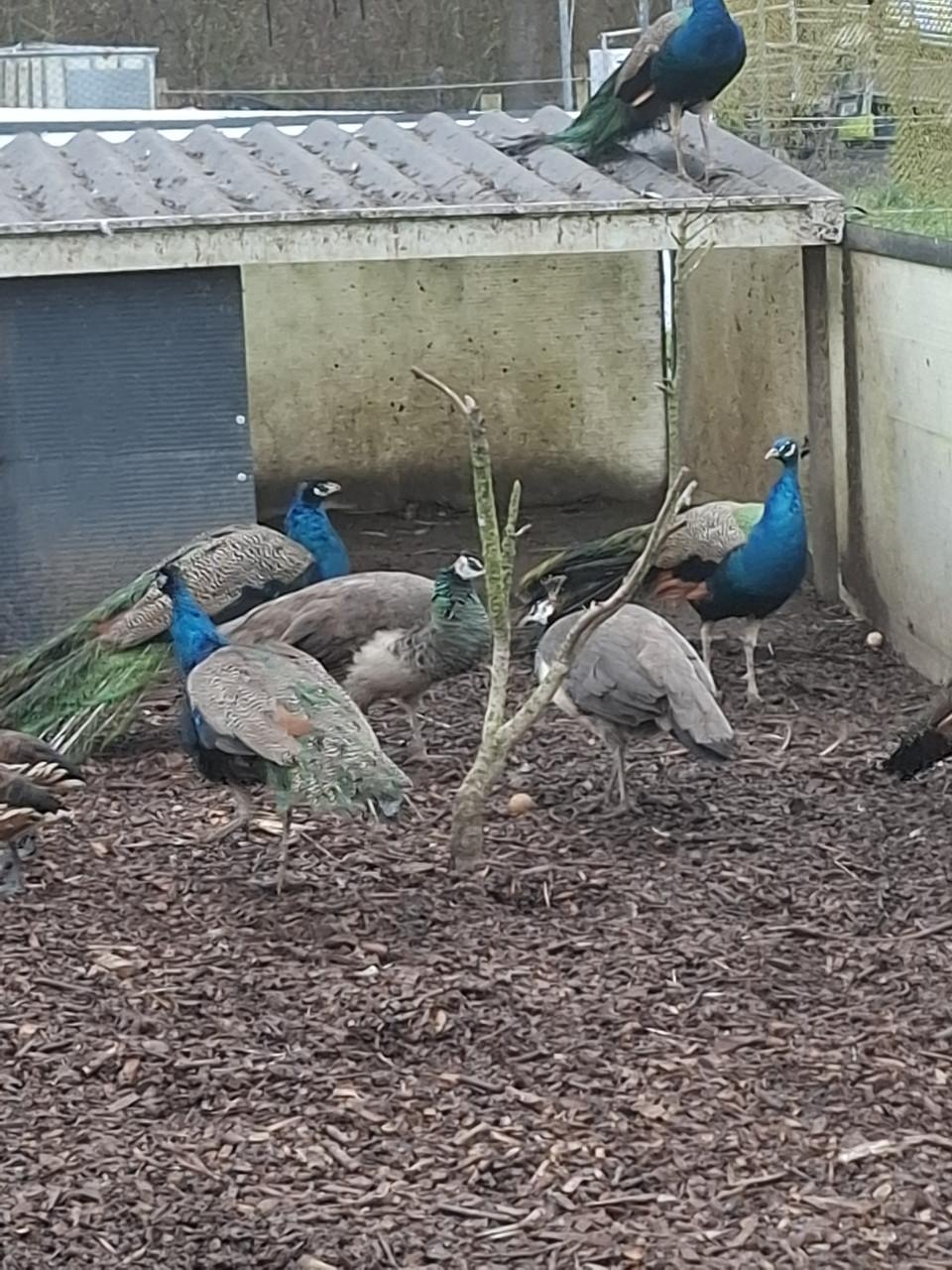 Witte en blauwe pauwen