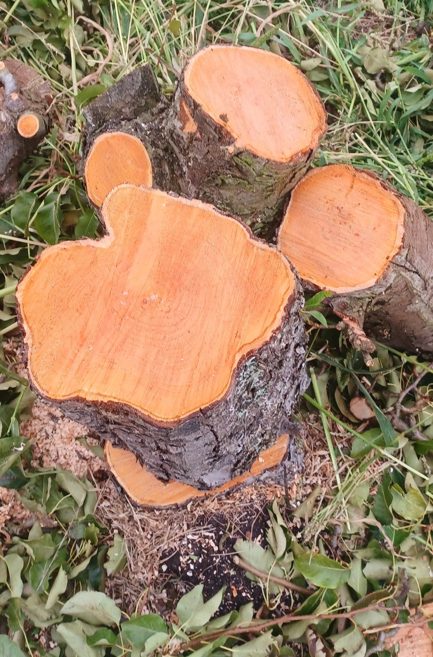 Kist haardhout, gedroogd of vers