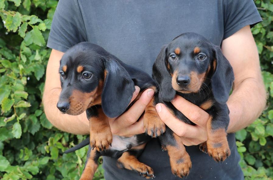 Black an tan dwerg teckel pups