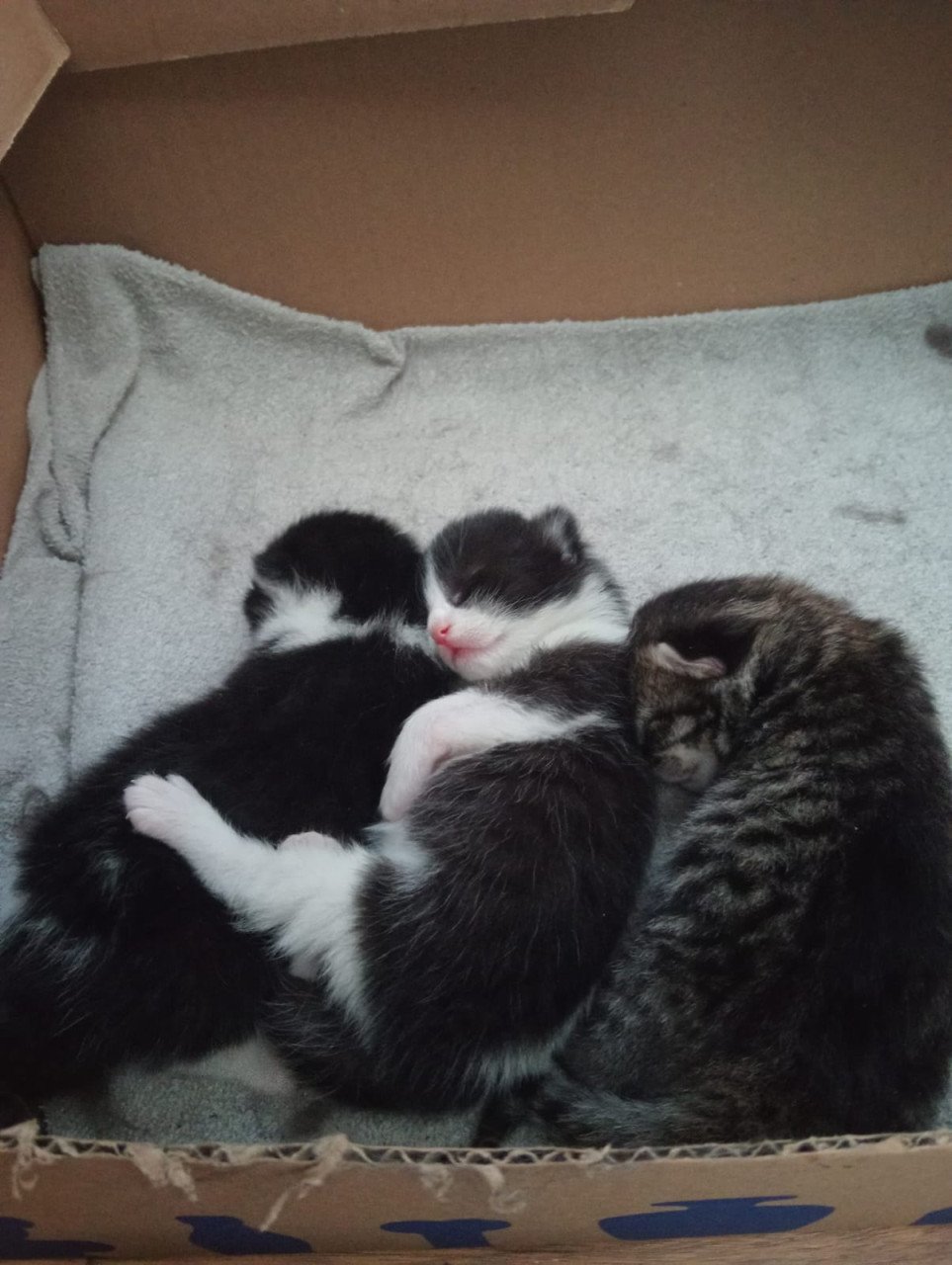 Kittens