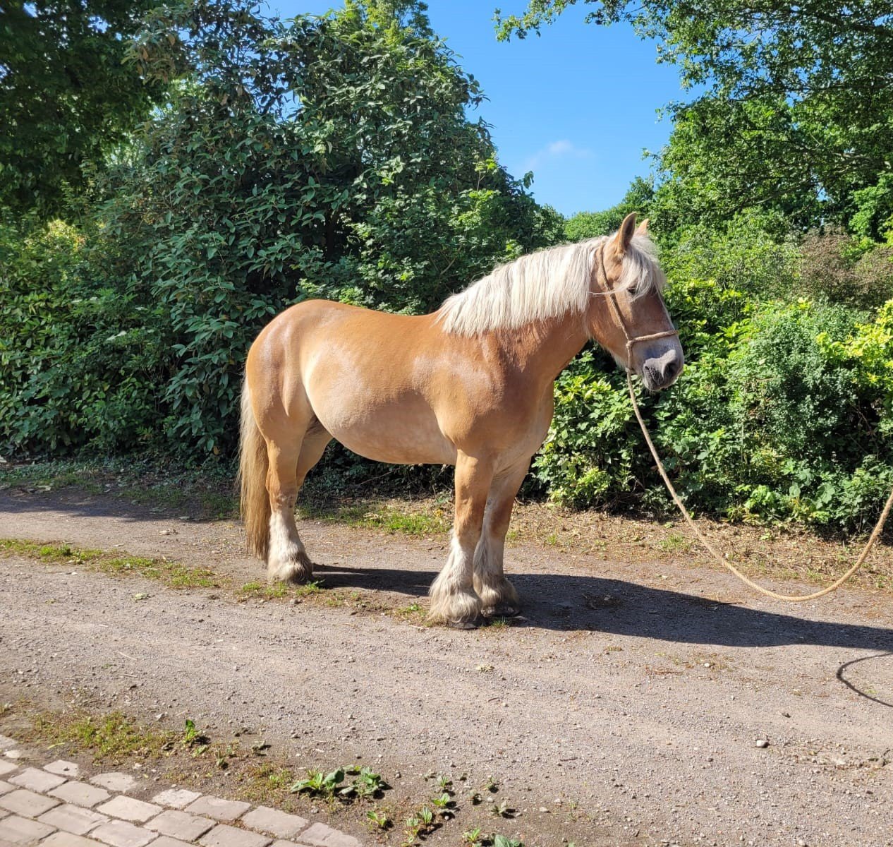 Negen jarige merrie te koop