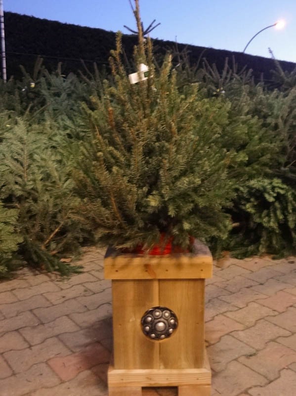 Zeeuwse knop Kerstboombak