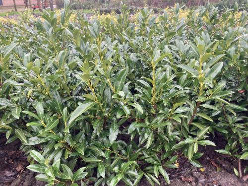 Laurierstruiken Prunus Herbergii