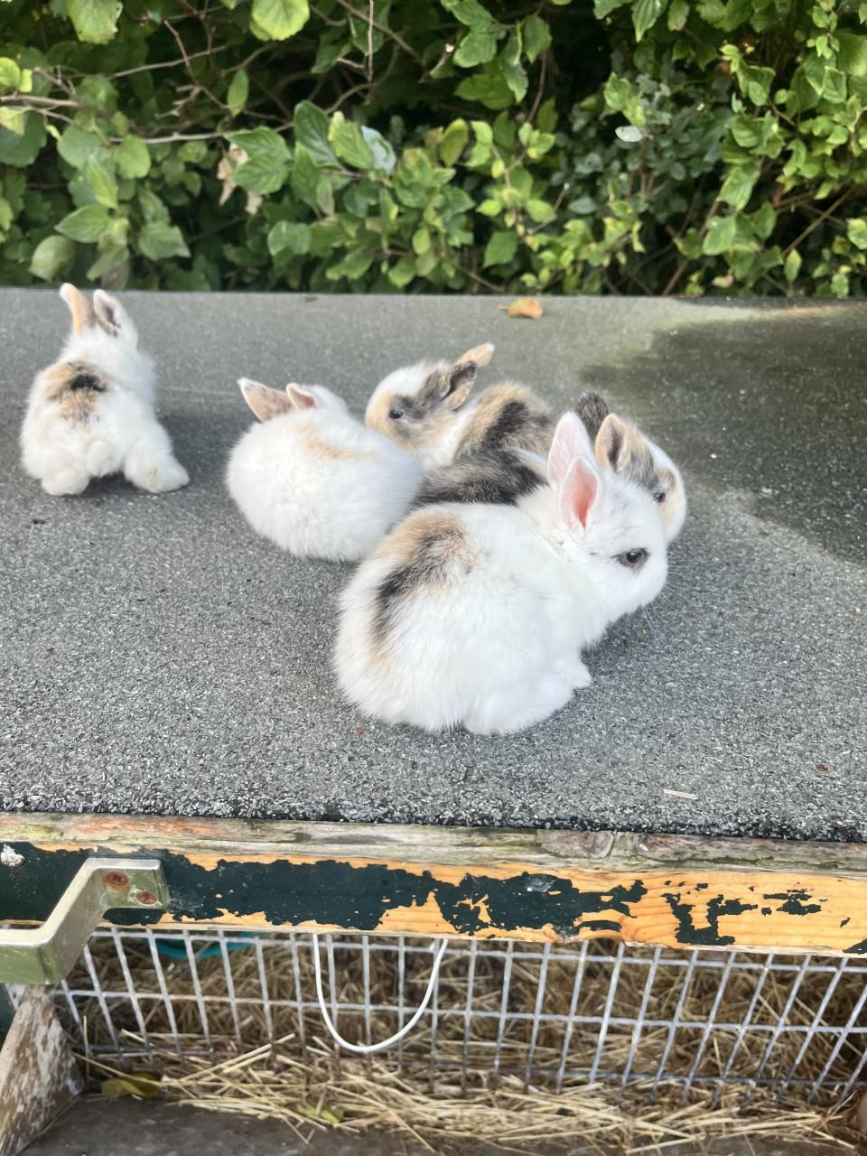 Baby konijntjes