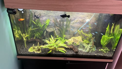 3 black molly’s (vrouwtjes)