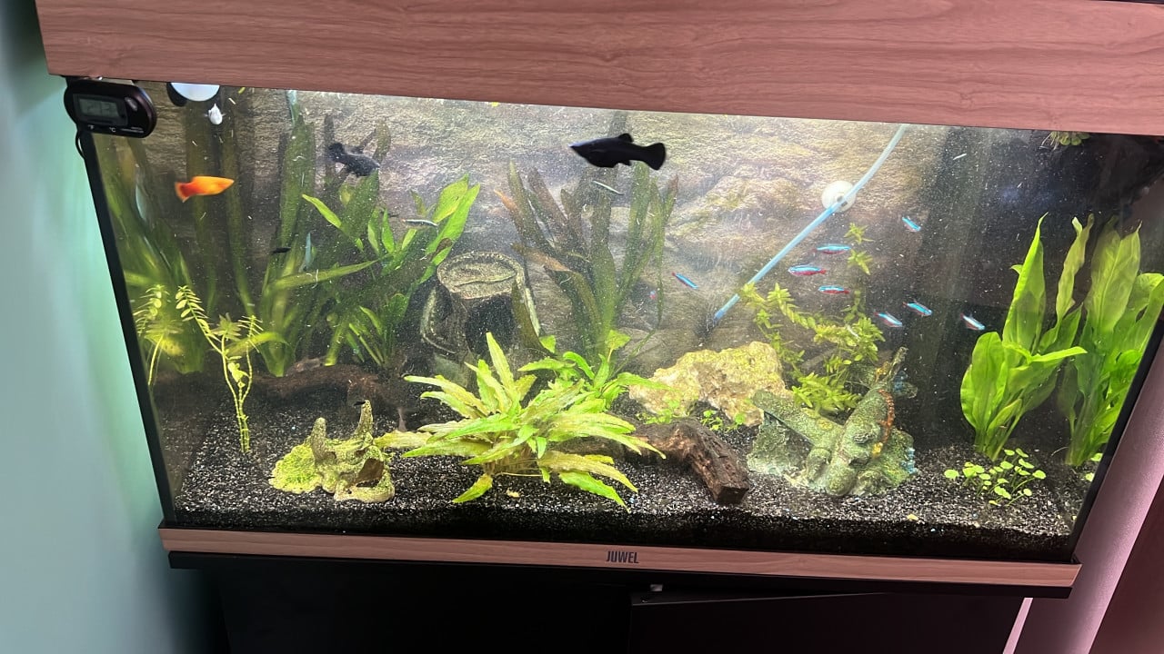 3 black molly’s (vrouwtjes)