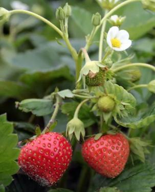 TK: AARDBEIEN PLANTEN, SIERTUIN + MOESTUIN PLANTEN BIJ DE VOORDEUR