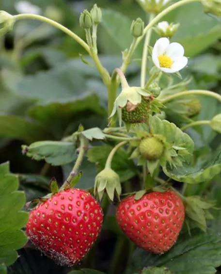 TK: AARDBEIEN PLANTEN, SIERTUIN + MOESTUIN PLANTEN BIJ DE VOORDEUR