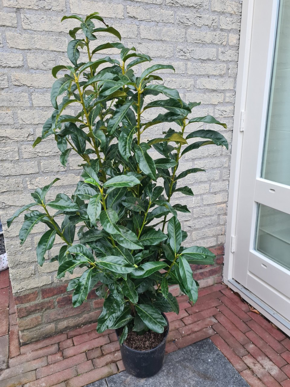 Prunus Genolia haagplanten 80-100 cm Topprijs! OP=OP