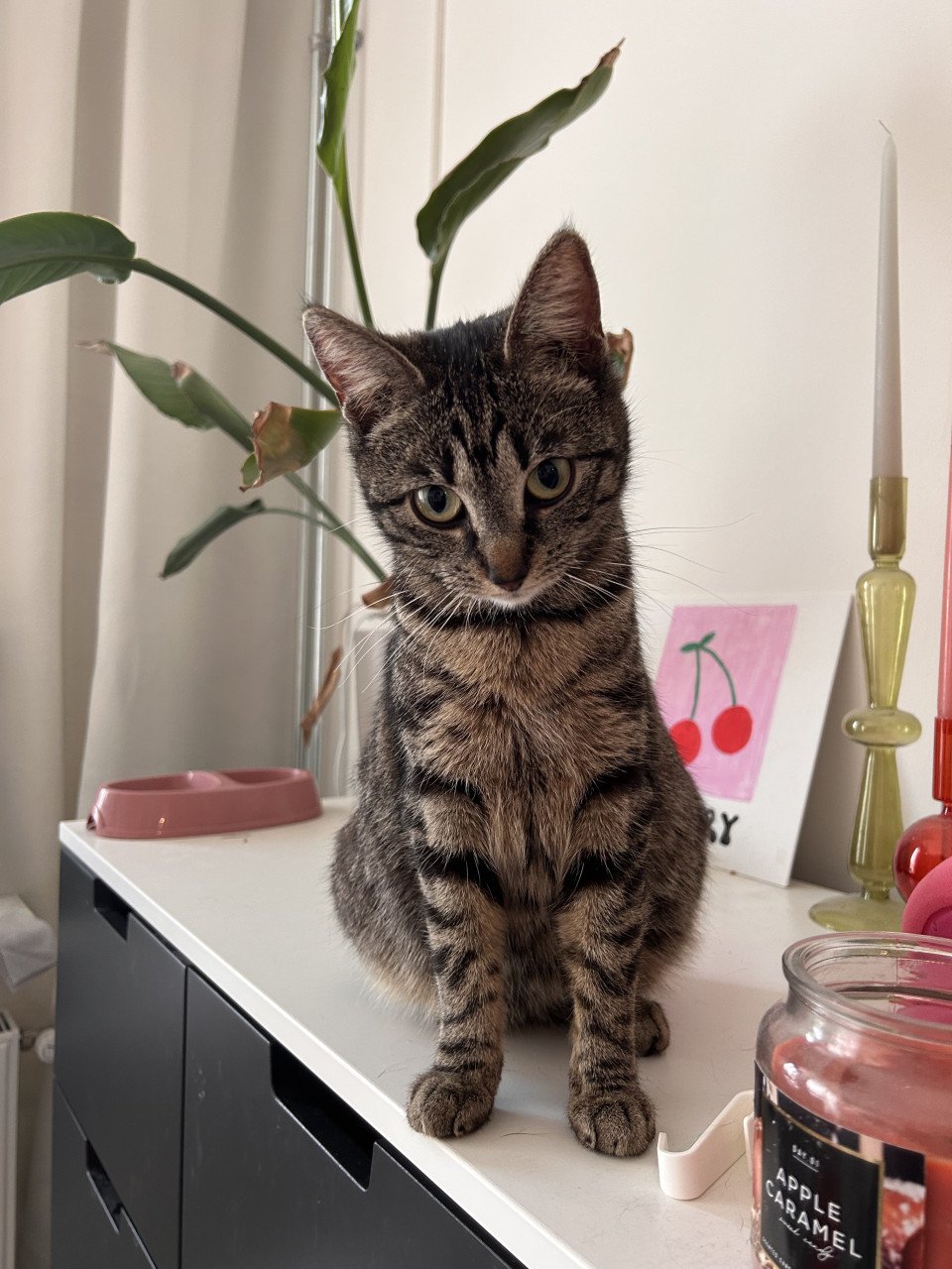 2 lieve kittens te koop geboren op 10 mei