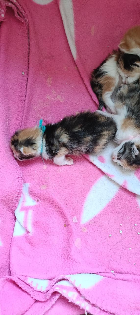 Mooie en lieve kittens