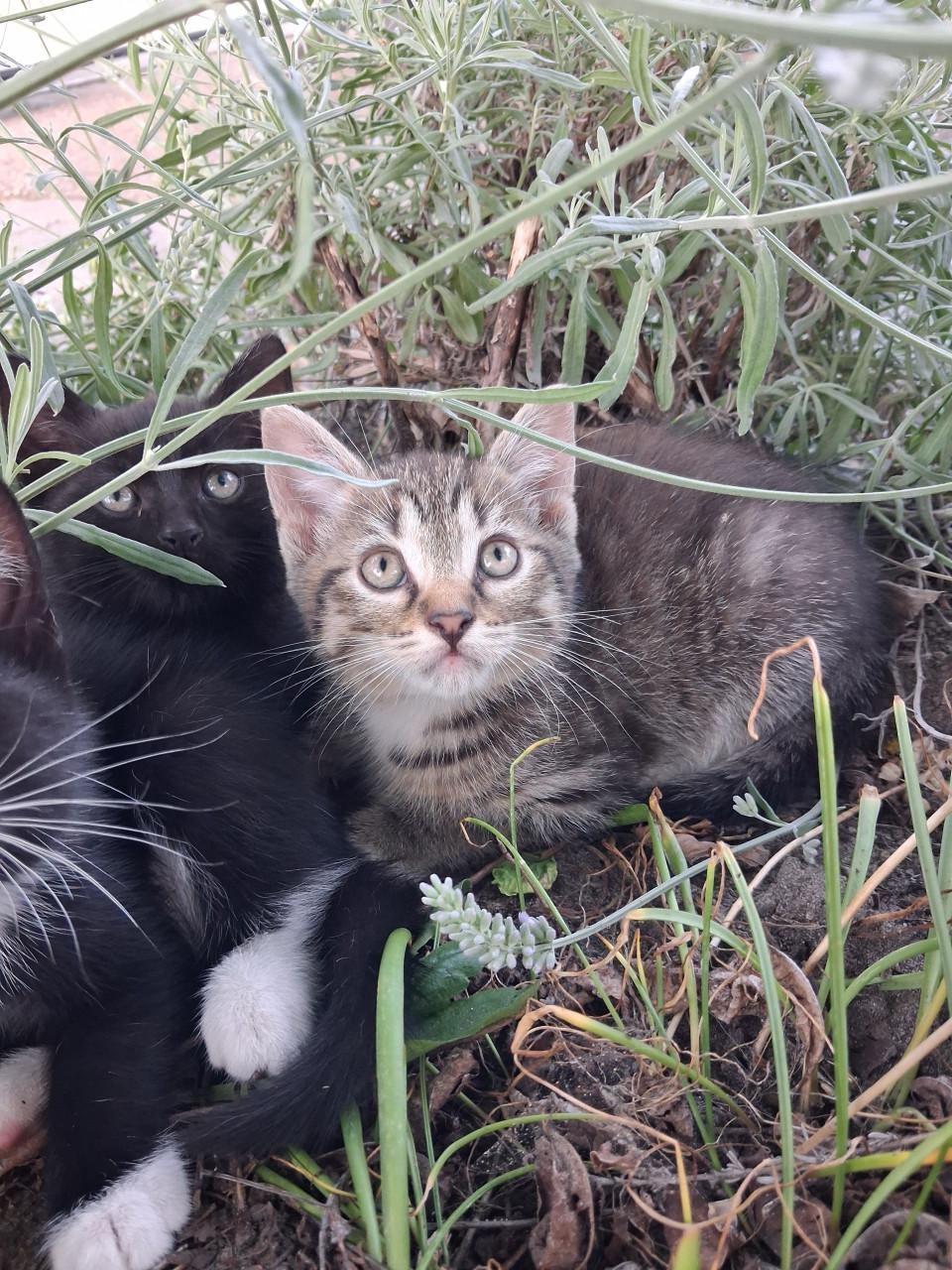 Leuke kitten! (katertje)