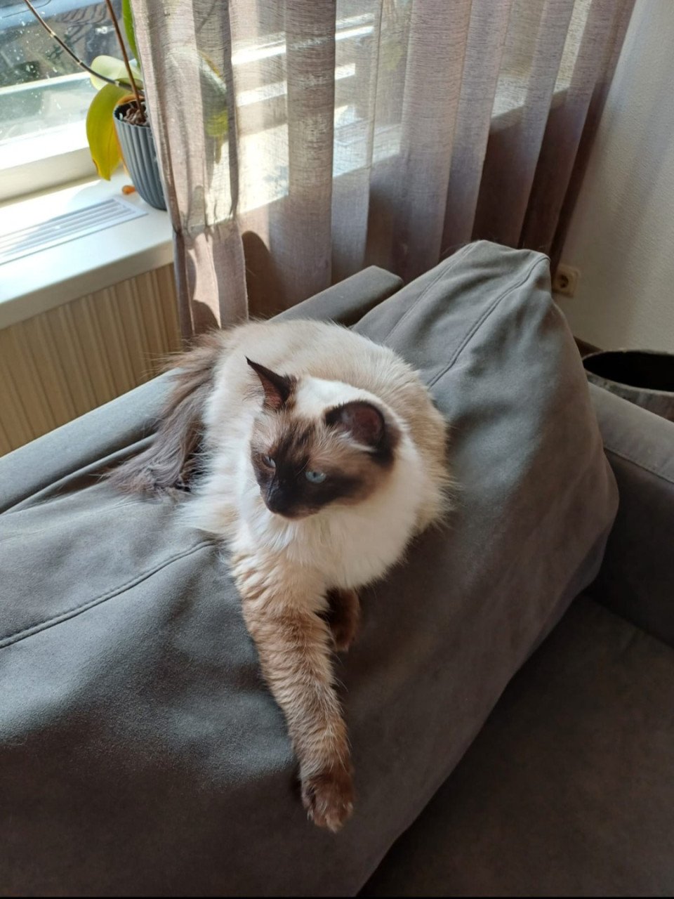 Mooie en superlieve Ragdoll poes1 jaar blauwe ogen