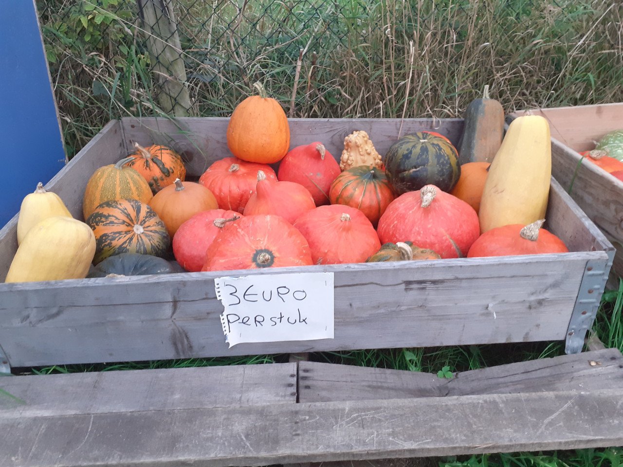 Bio pompoenen te koop