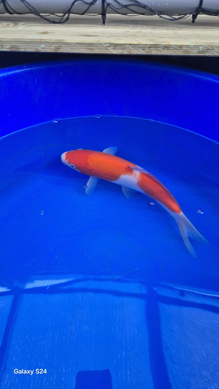 2 x kohaku