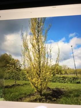 Prachtige Goud- iep   ( 6 stuks)     ( Ulmus hollandica Wredei ).  zuilboom