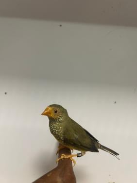 3-3 oranjekop binzen astrildes