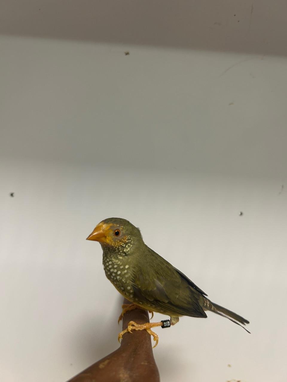 3-3 oranjekop binzen astrildes