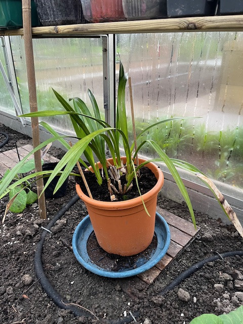 Cymbidium-planten