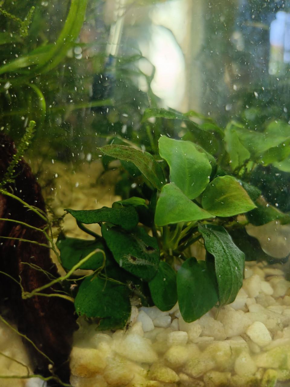 Aquarium 25 liter compleet