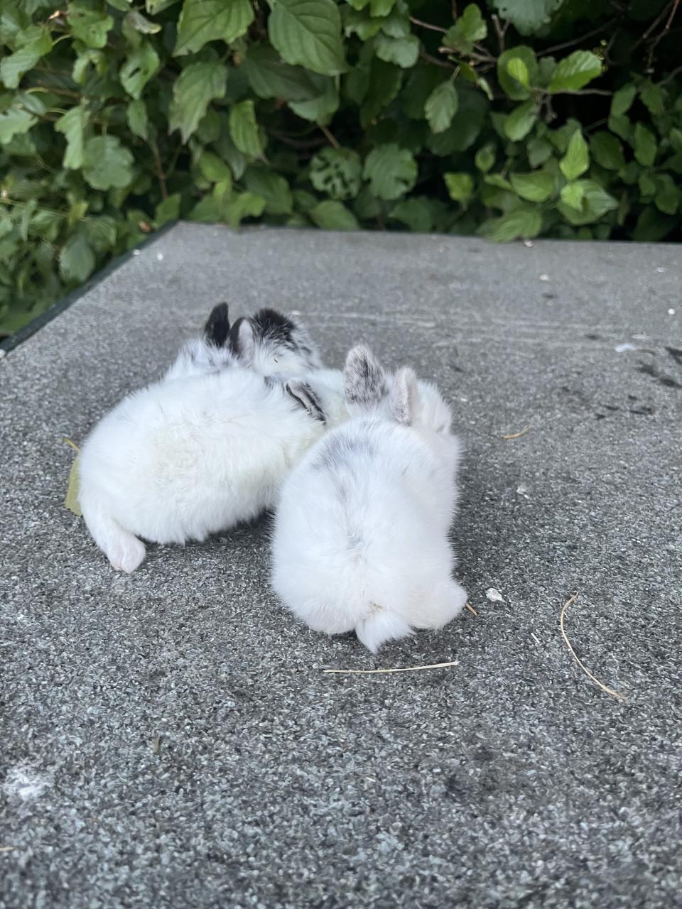 Baby konijnen te koop