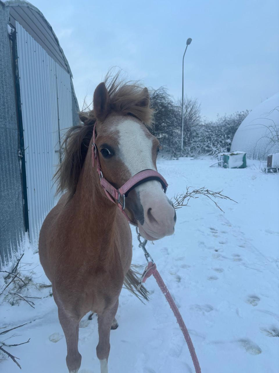 Welsh pony met veulen