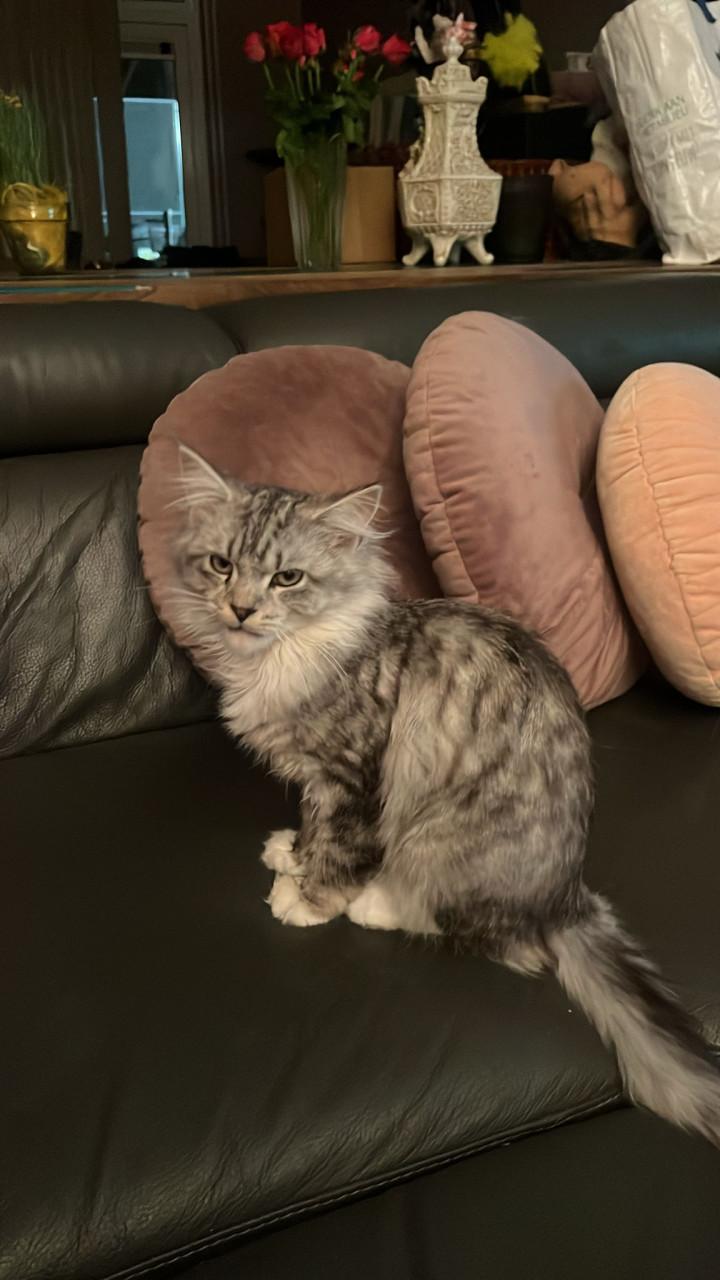 Prachtige Maincoon Ragdoll kittens zoeken met spoed een nieuw huis