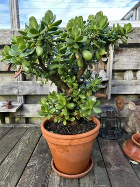 Grote vetplant, Crassula of Jade plant.