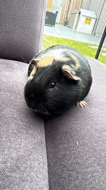 Cavia beertje