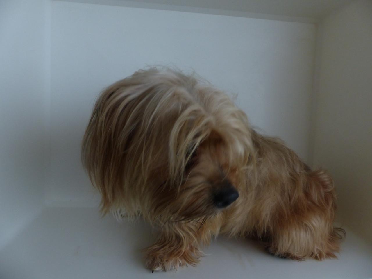 Reutje 1 jaar oud Yorkshire Terrier mix super gezond en leuk