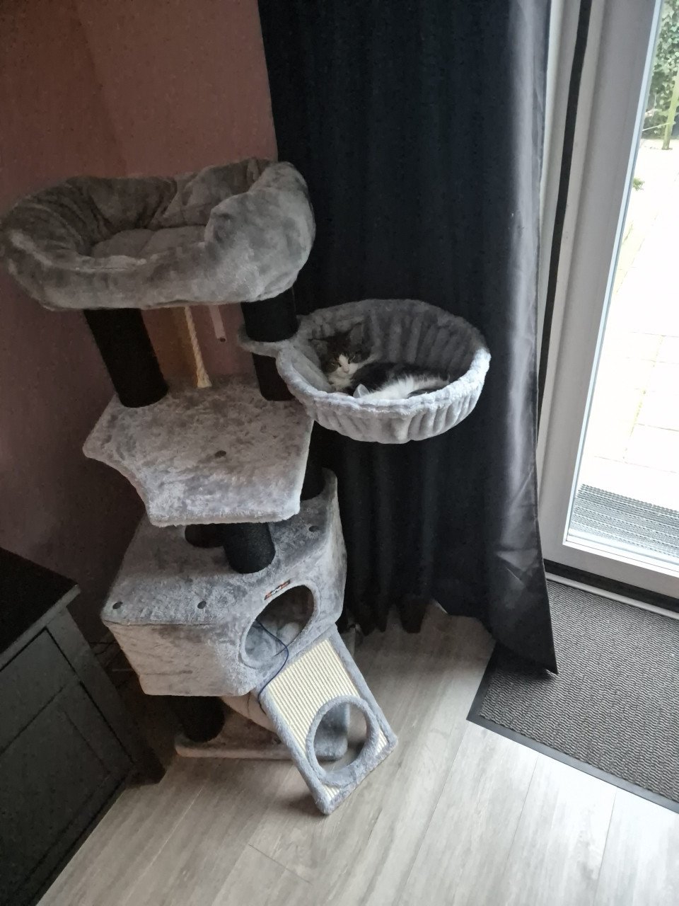 Maine coon 7 maanden