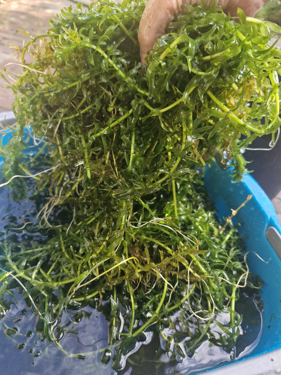 Vijverplanten/zuurstofplanten